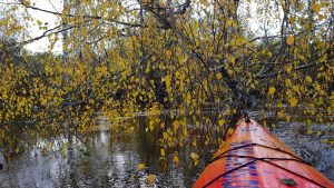 Teko brautis ir pro beržo kasas