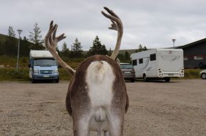 61 balsas. Požiūrio kampas. Saulius Pipiras