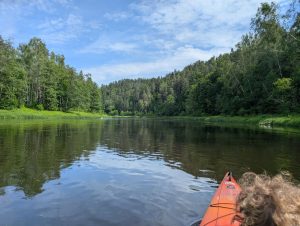 Nuostabioji Elniakampio kilpa.