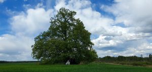 Vaciekavo kaimą menanti liepa.