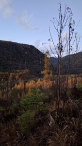 Tatruose karaliauja auksinis ruduo.