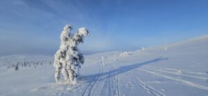 Raitelis. O gal koks gyvūnas.